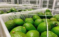 18 mil kilogramos de aguacate Hass colombianos serán llegará a Corea del Sur