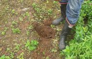 El sistema de inocuidad en la producción primaria en los predios por parte del ICA