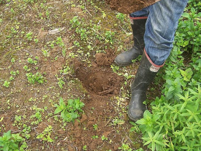El sistema de inocuidad en la producción primaria en los predios por parte del ICA