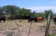 En La Guajira aseguran que se tienen identificados los ladrones de animales, pero no hay control