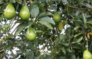 MinAgricultura conformará y liderará mesa que apostará por la producción sostenible de aguacate