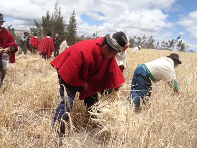 La FAO reivindica la sostenibilidad de los sistemas alimentarios indígenas