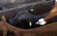 Ciclo de vacunación contra la aftosa va en el 58,5 % en hato bovino y bufalino del país