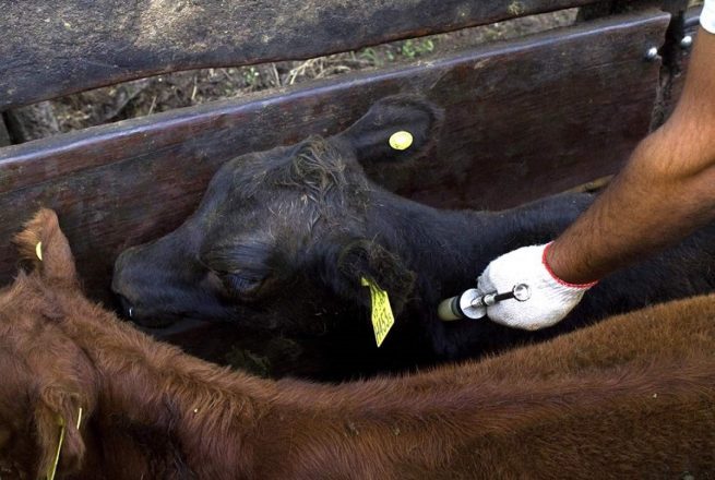 Ciclo de vacunación contra la aftosa va en el 58,5 % en hato bovino y bufalino del país