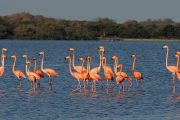 Así es el pacto para compartir datos y conocimiento sobre biodiversidad de La Guajira