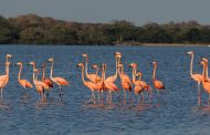Así es el pacto para compartir datos y conocimiento sobre biodiversidad de La Guajira