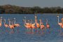 Así es el pacto para compartir datos y conocimiento sobre biodiversidad de La Guajira