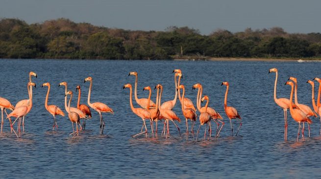 Así es el pacto para compartir datos y conocimiento sobre biodiversidad de La Guajira