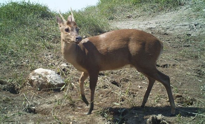 En 2021, por medio de cámaras de trampa, el Cerrejón ya ha identificado más de 46 especies de fauna