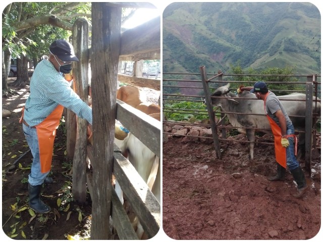 Colombia ha vacunado contra aftosa 26,3 millones de bovinos y bufalinos