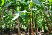Firman convenio para contención del Fusarium en Magdalena, Cesar y La Guajira