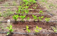 Resultados prometedores arroja proyecto de fríjol común de sequía para el Caribe financiado por el gobierno de Corea