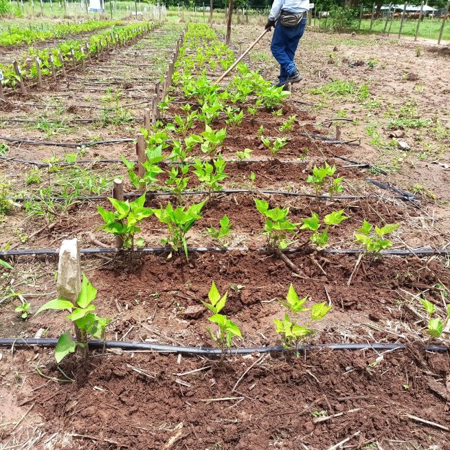 Resultados prometedores arroja proyecto de fríjol común de sequía para el Caribe financiado por el gobierno de Corea