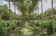 En el Cesar se busca predio para plantaciones forestales comerciales