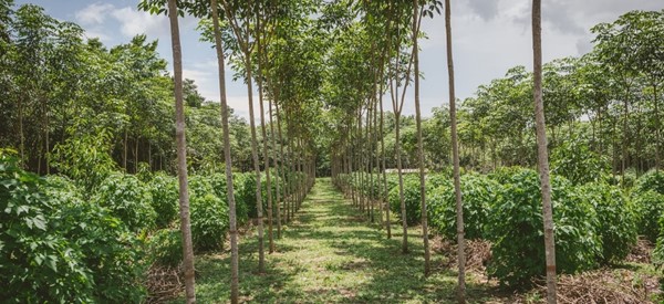 En el Cesar se busca predio para plantaciones forestales comerciales