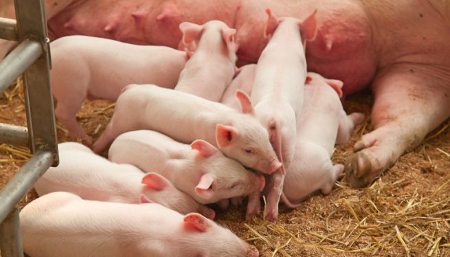 Trabajo en equipo para mejorar la sanidad porcícola del Cesar