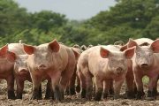 Colombia es libre de coronavirus respiratorio porcino y del virus de gastroenteritis transmisible en porcinos