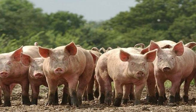 Colombia es libre de coronavirus respiratorio porcino y del virus de gastroenteritis transmisible en porcinos