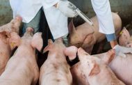 El ICA alerta sobre la confirmación de peste porcina africana en República Dominicana