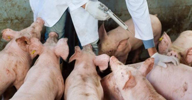 El ICA alerta sobre la confirmación de peste porcina africana en República Dominicana
