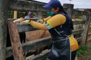 Ya van 28,1 millones de bovinos y bufalinos vacunados contra aftosa