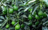 El ICA y Corpohass articulados para fortalecer las exportaciones de Aguacate Hass colombiano