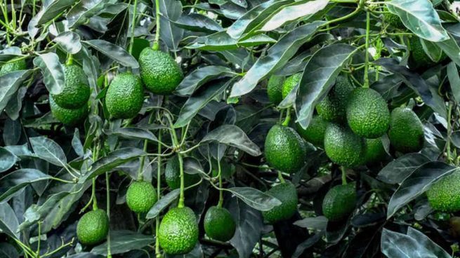 El ICA y Corpohass articulados para fortalecer las exportaciones de Aguacate Hass colombiano