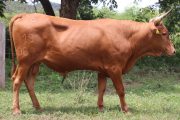 Centro de investigación Motilonia subasta 10 toros costeños con cuernos con altos estándares genéticos