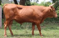 Centro de investigación Motilonia subasta 10 toros costeños con cuernos con altos estándares genéticos
