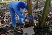 Para mantener el estatus fitosanitario, el ICA adelanta toma de muestras en cultivos de musáceas del Cesar