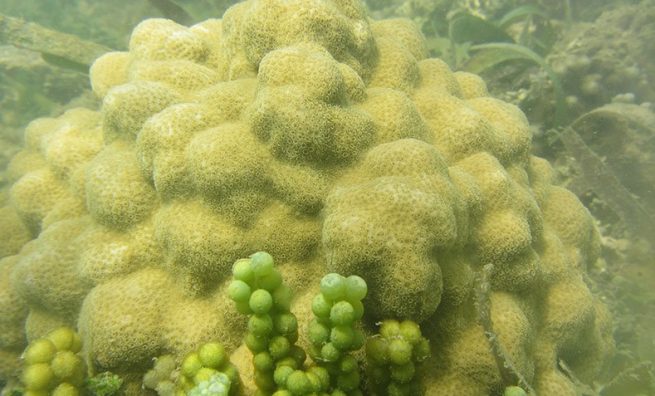 16 Especies de coral encuentran su hogar en Puerto Bolívar y Bahía Portete
