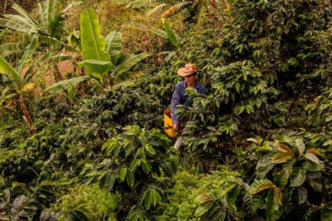 Este jueves se lanza ‘Mi registro Rural’