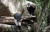 MinAmbiente suscribe convenio para la conservación del cóndor de los Andes