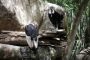 MinAmbiente suscribe convenio para la conservación del cóndor de los Andes