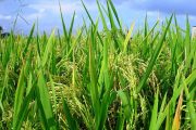 Arroceros acuerdan acogerse al incentivo al almacenamiento del arroz otorgado por Minagricultura