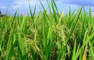 Arroceros acuerdan acogerse al incentivo al almacenamiento del arroz otorgado por Minagricultura
