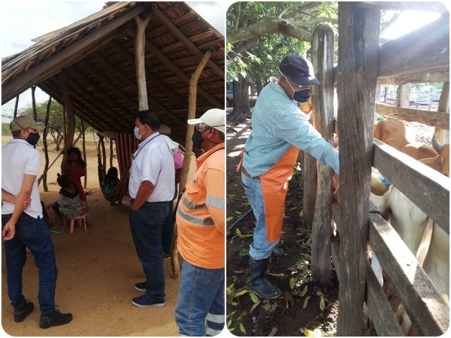 ICA realiza seguimiento a vacunación contra fiebre aftosa en La Guajira