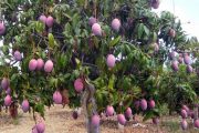 Colombia amplía el número de predios productores de mango para exportar a la UE