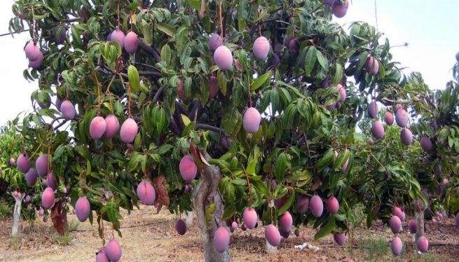 Colombia amplía el número de predios productores de mango para exportar a la UE