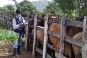 En La Guajira, el ICA vacuna masivamente contra la Encefalitis Equina Venezolana