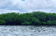 Bahía Portete tiene el 80 % de los pastos marinos del Caribe Colombiano