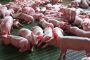 Concretan acciones para extremar las medidas de prevención en Colombia de la peste porcina africana