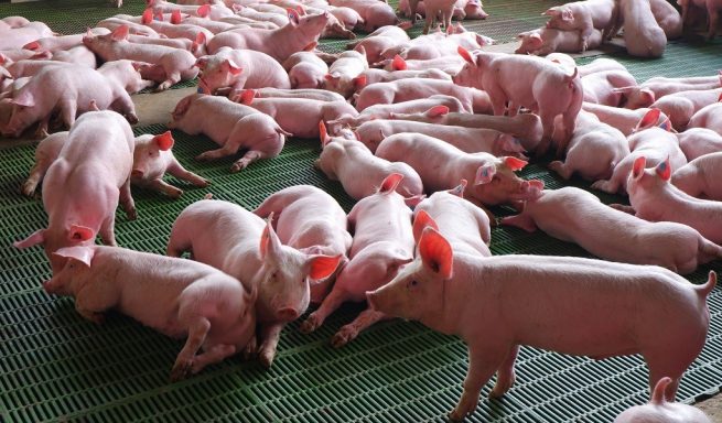 Concretan acciones para extremar las medidas de prevención en Colombia de la peste porcina africana