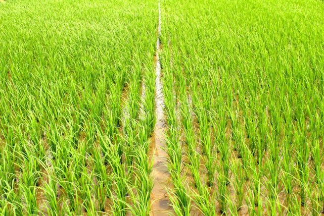 Hay nuevo incentivo al almacenamiento de arroz hasta por $ 50.000 millones