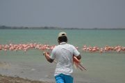 Liberan en su hábitat natural un flamenco rosado en La Guajira