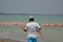 Liberan en su hábitat natural un flamenco rosado en La Guajira