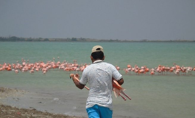 Liberan en su hábitat natural un flamenco rosado en La Guajira