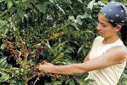 Más de 121 mil víctimas del conflicto en Colombia son cafeteras y más del 36 % han superado la vulnerabilidad