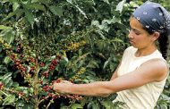 Más de 121 mil víctimas del conflicto en Colombia son cafeteras y más del 36 % han superado la vulnerabilidad
