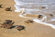 Corpoguajira fortalece acciones para la conservación del caimán aguja y tortuga marina